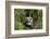 European Polecat Kitten (Mustela Putorius) In Grass-David Pike-Framed Photographic Print
