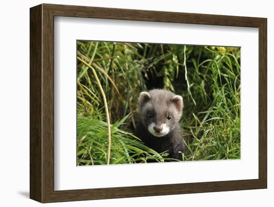 European Polecat Kitten (Mustela Putorius) In Grass-David Pike-Framed Photographic Print