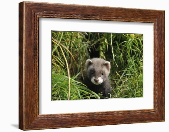 European Polecat Kitten (Mustela Putorius) In Grass-David Pike-Framed Photographic Print