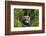 European Polecat Kitten (Mustela Putorius) In Grass-David Pike-Framed Photographic Print