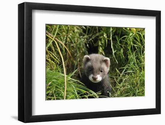 European Polecat Kitten (Mustela Putorius) In Grass-David Pike-Framed Photographic Print