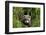 European Polecat Kitten (Mustela Putorius) In Grass-David Pike-Framed Photographic Print