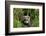 European Polecat Kitten (Mustela Putorius) In Grass-David Pike-Framed Photographic Print