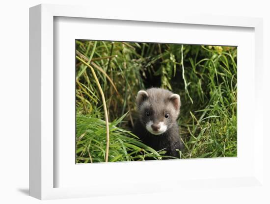 European Polecat Kitten (Mustela Putorius) In Grass-David Pike-Framed Photographic Print