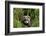 European Polecat Kitten (Mustela Putorius) In Grass-David Pike-Framed Photographic Print