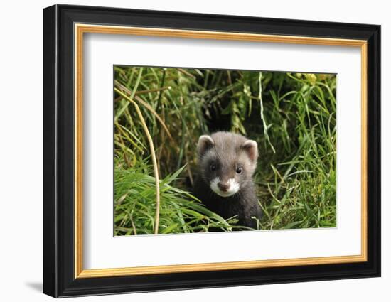 European Polecat Kitten (Mustela Putorius) In Grass-David Pike-Framed Photographic Print