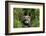 European Polecat Kitten (Mustela Putorius) In Grass-David Pike-Framed Photographic Print