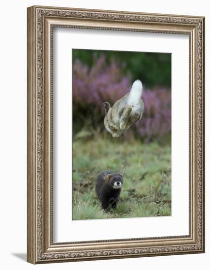 European Polecat (Mustela Putorius) Hunting Rabbit Which Is Jumping to Get Away-Edwin Giesbers-Framed Photographic Print