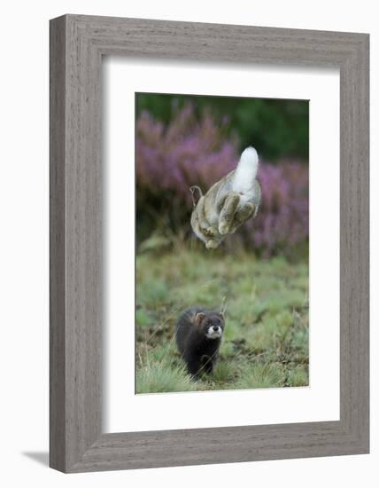 European Polecat (Mustela Putorius) Hunting Rabbit Which Is Jumping to Get Away-Edwin Giesbers-Framed Photographic Print