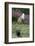 European Polecat (Mustela Putorius) Hunting Rabbit Which Is Jumping to Get Away-Edwin Giesbers-Framed Photographic Print