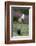 European Polecat (Mustela Putorius) Hunting Rabbit Which Is Jumping to Get Away-Edwin Giesbers-Framed Photographic Print