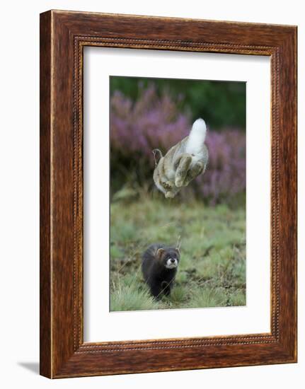 European Polecat (Mustela Putorius) Hunting Rabbit Which Is Jumping to Get Away-Edwin Giesbers-Framed Photographic Print