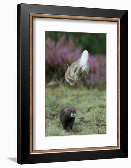 European Polecat (Mustela Putorius) Hunting Rabbit Which Is Jumping to Get Away-Edwin Giesbers-Framed Photographic Print