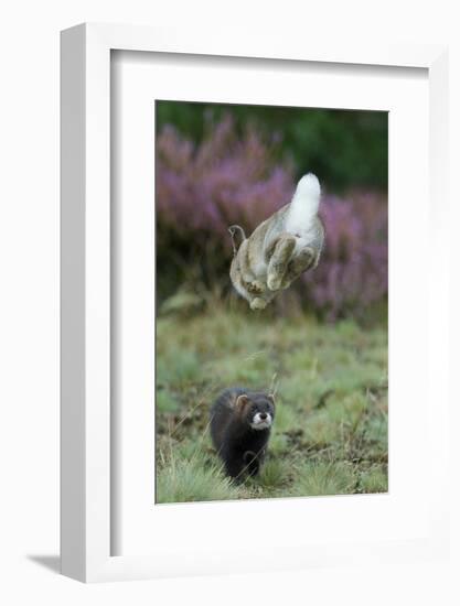 European Polecat (Mustela Putorius) Hunting Rabbit Which Is Jumping to Get Away-Edwin Giesbers-Framed Photographic Print