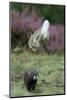 European Polecat (Mustela Putorius) Hunting Rabbit Which Is Jumping to Get Away-Edwin Giesbers-Mounted Photographic Print