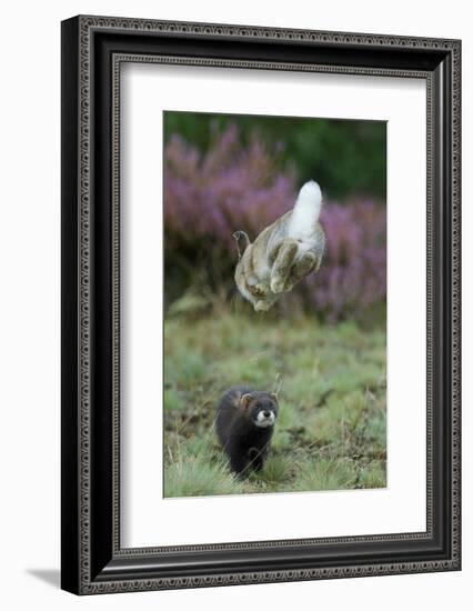 European Polecat (Mustela Putorius) Hunting Rabbit Which Is Jumping to Get Away-Edwin Giesbers-Framed Photographic Print