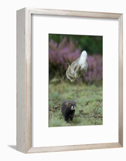 European Polecat (Mustela Putorius) Hunting Rabbit Which Is Jumping to Get Away-Edwin Giesbers-Framed Photographic Print