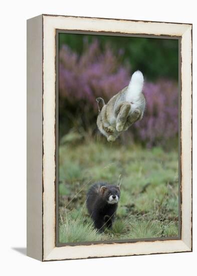 European Polecat (Mustela Putorius) Hunting Rabbit Which Is Jumping to Get Away-Edwin Giesbers-Framed Premier Image Canvas