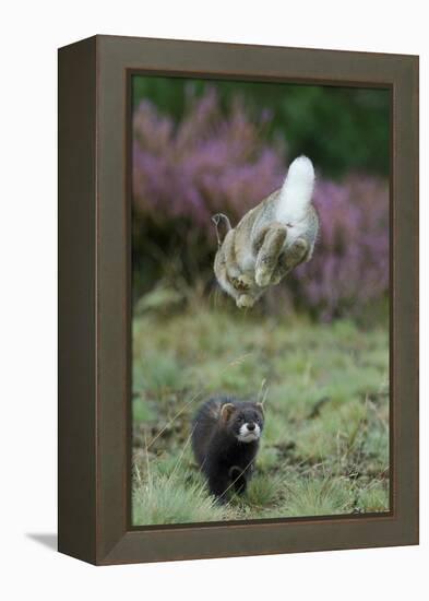 European Polecat (Mustela Putorius) Hunting Rabbit Which Is Jumping to Get Away-Edwin Giesbers-Framed Premier Image Canvas