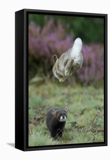 European Polecat (Mustela Putorius) Hunting Rabbit Which Is Jumping to Get Away-Edwin Giesbers-Framed Premier Image Canvas