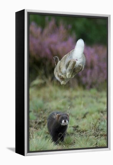 European Polecat (Mustela Putorius) Hunting Rabbit Which Is Jumping to Get Away-Edwin Giesbers-Framed Premier Image Canvas