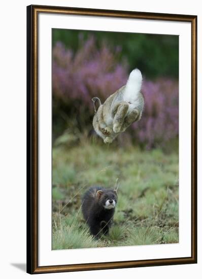 European Polecat (Mustela Putorius) Hunting Rabbit Which Is Jumping to Get Away-Edwin Giesbers-Framed Photographic Print