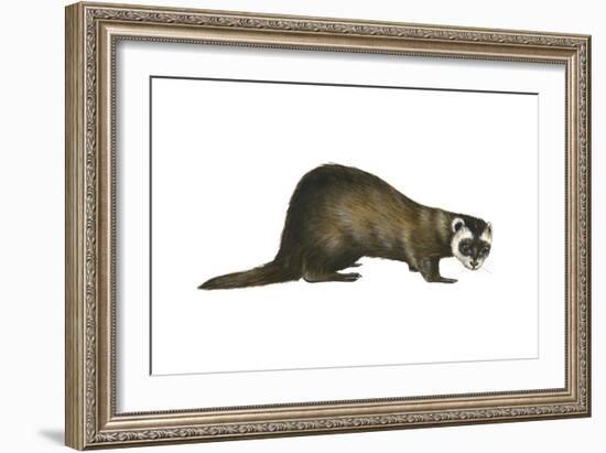 European Polecat (Mustela Putorius), Weasel, Mammals-Encyclopaedia Britannica-Framed Art Print