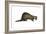 European Polecat (Mustela Putorius), Weasel, Mammals-Encyclopaedia Britannica-Framed Art Print