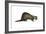 European Polecat (Mustela Putorius), Weasel, Mammals-Encyclopaedia Britannica-Framed Art Print