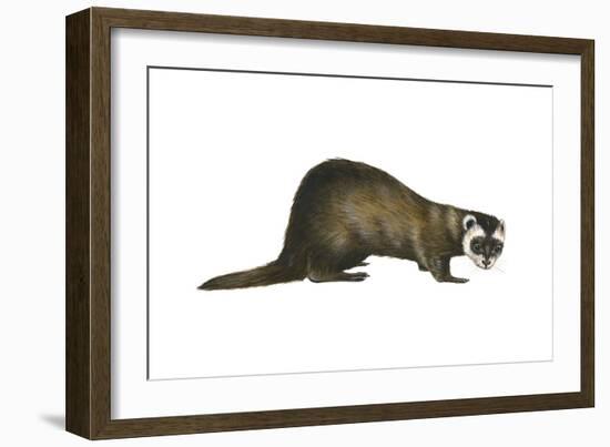 European Polecat (Mustela Putorius), Weasel, Mammals-Encyclopaedia Britannica-Framed Art Print