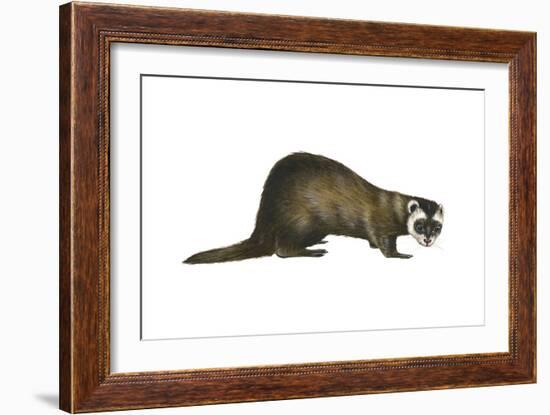 European Polecat (Mustela Putorius), Weasel, Mammals-Encyclopaedia Britannica-Framed Art Print