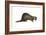 European Polecat (Mustela Putorius), Weasel, Mammals-Encyclopaedia Britannica-Framed Art Print