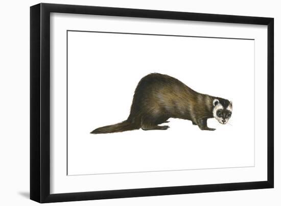 European Polecat (Mustela Putorius), Weasel, Mammals-Encyclopaedia Britannica-Framed Art Print