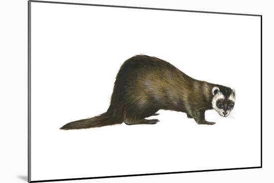 European Polecat (Mustela Putorius), Weasel, Mammals-Encyclopaedia Britannica-Mounted Art Print