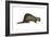 European Polecat (Mustela Putorius), Weasel, Mammals-Encyclopaedia Britannica-Framed Art Print