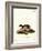 European Polecat-null-Framed Giclee Print