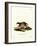 European Polecat-null-Framed Giclee Print