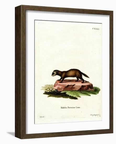 European Polecat-null-Framed Giclee Print