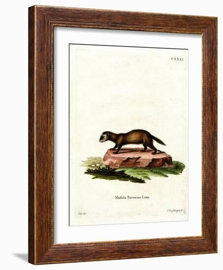 European Polecat-null-Framed Giclee Print