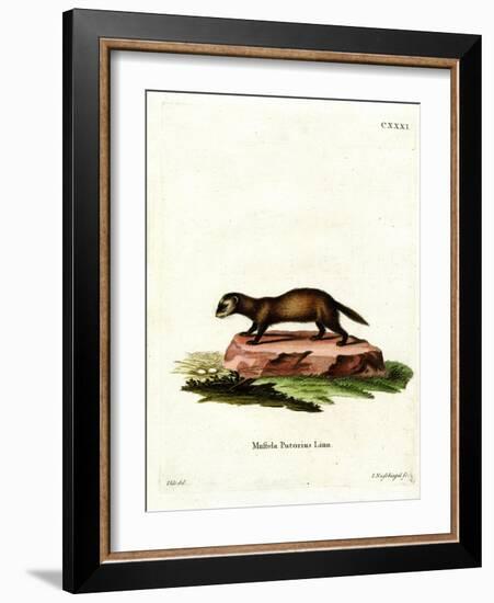 European Polecat-null-Framed Giclee Print