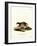 European Polecat-null-Framed Giclee Print