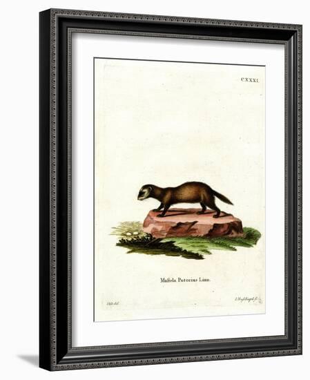 European Polecat-null-Framed Giclee Print