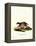 European Polecat-null-Framed Premier Image Canvas