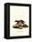 European Polecat-null-Framed Premier Image Canvas