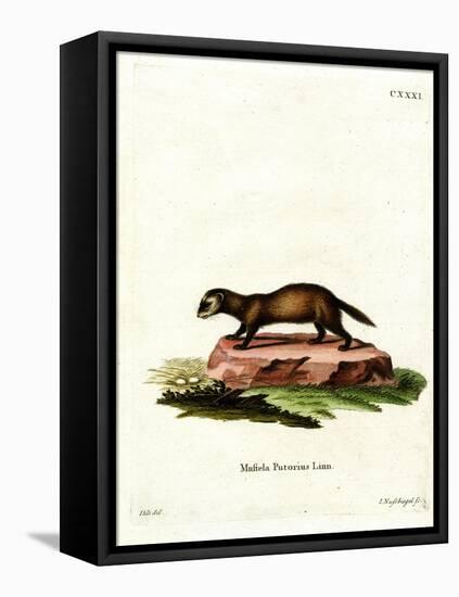 European Polecat-null-Framed Premier Image Canvas