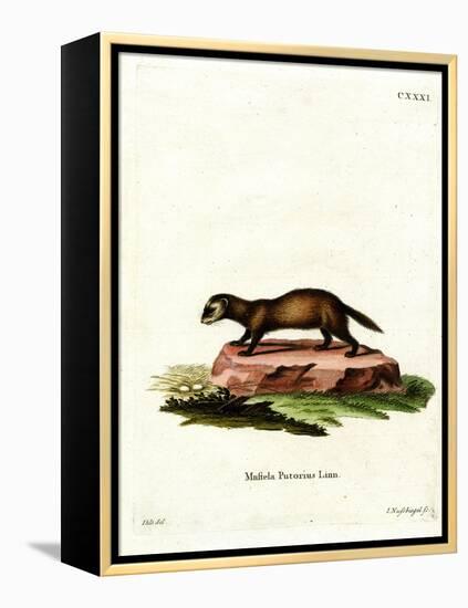 European Polecat-null-Framed Premier Image Canvas