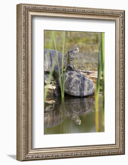 European Pond Turtle. Hungary-Martin Zwick-Framed Photographic Print
