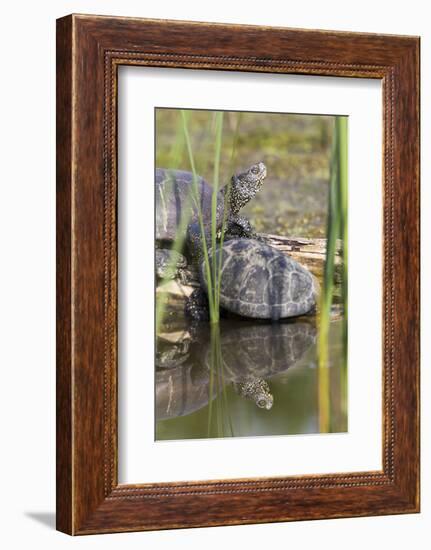 European Pond Turtle. Hungary-Martin Zwick-Framed Photographic Print