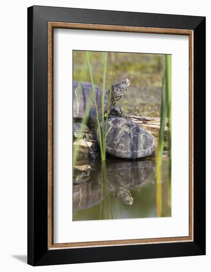 European Pond Turtle. Hungary-Martin Zwick-Framed Photographic Print