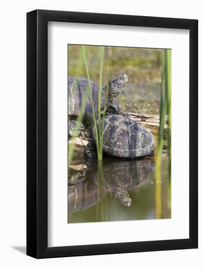 European Pond Turtle. Hungary-Martin Zwick-Framed Photographic Print